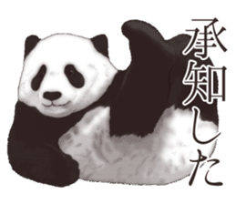 Strange pose Panda 2 sticker #10710492