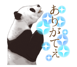 Strange pose Panda 2 sticker #10710496