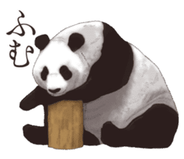 Strange pose Panda 2 sticker #10710511