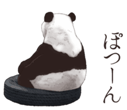 Strange pose Panda 2 sticker #10710512