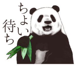 Strange pose Panda 2 sticker #10710513