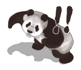 Strange pose Panda 2 sticker #10710516