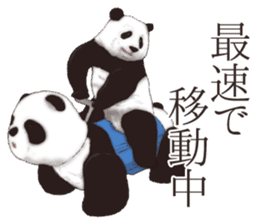 Strange pose Panda 2 sticker #10710517