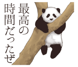 Strange pose Panda 2 sticker #10710518
