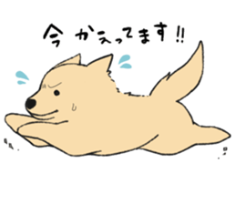 Sticker of Pomeranian sticker #10725380