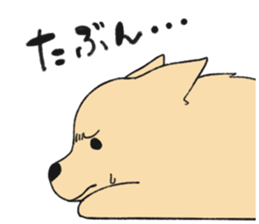 Sticker of Pomeranian sticker #10725390