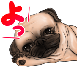 otyamena Pug and Bulldog sticker #10728327