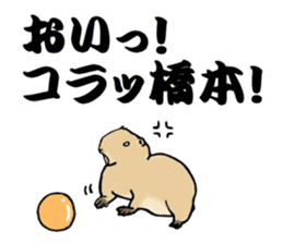 The sticker sent to the Hashimoto sticker #10744187