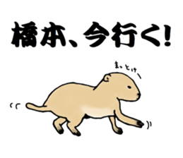 The sticker sent to the Hashimoto sticker #10744192