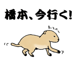 The sticker sent to the Hashimoto sticker #10744192