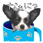 Chihuahua is name milk sticker #10749656