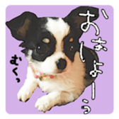 Chihuahua is name milk sticker #10749657