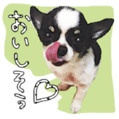 Chihuahua is name milk sticker #10749659