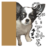 Chihuahua is name milk sticker #10749660