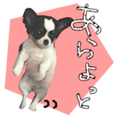 Chihuahua is name milk sticker #10749661
