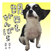 Chihuahua is name milk sticker #10749662