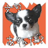 Chihuahua is name milk sticker #10749663