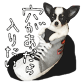 Chihuahua is name milk sticker #10749664