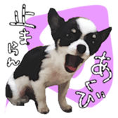 Chihuahua is name milk sticker #10749666