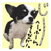 Chihuahua is name milk sticker #10749667