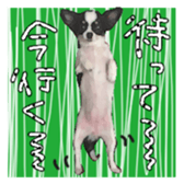 Chihuahua is name milk sticker #10749668