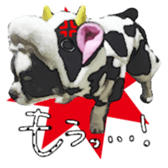 Chihuahua is name milk sticker #10749669