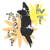 Chihuahua is name milk sticker #10749670