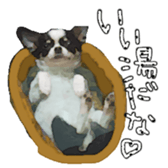 Chihuahua is name milk sticker #10749671