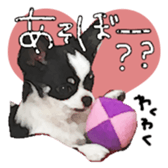 Chihuahua is name milk sticker #10749672