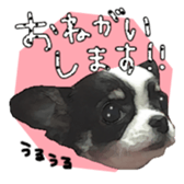 Chihuahua is name milk sticker #10749674