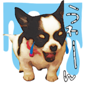 Chihuahua is name milk sticker #10749676
