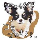 Chihuahua is name milk sticker #10749677