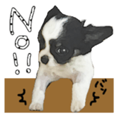 Chihuahua is name milk sticker #10749679
