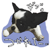 Chihuahua is name milk sticker #10749680