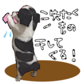 Chihuahua is name milk sticker #10749681