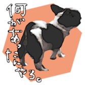 Chihuahua is name milk sticker #10749682