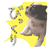 Chihuahua is name milk sticker #10749683