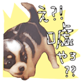 Chihuahua is name milk sticker #10749684