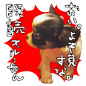 Chihuahua is name milk sticker #10749685