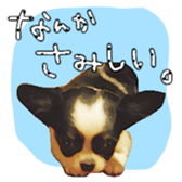 Chihuahua is name milk sticker #10749686