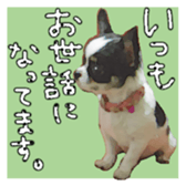 Chihuahua is name milk sticker #10749687