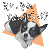 Chihuahua is name milk sticker #10749688