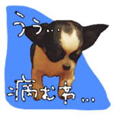 Chihuahua is name milk sticker #10749690