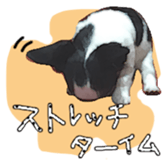 Chihuahua is name milk sticker #10749691