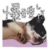 Chihuahua is name milk sticker #10749692