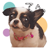 Chihuahua is name milk sticker #10749693