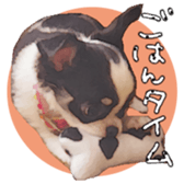 Chihuahua is name milk sticker #10749694