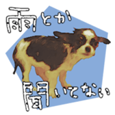 Chihuahua is name milk sticker #10749695