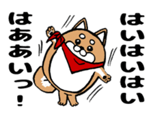 Marumaru-shibainu! sticker #10752389