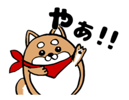 Marumaru-shibainu! sticker #10752399